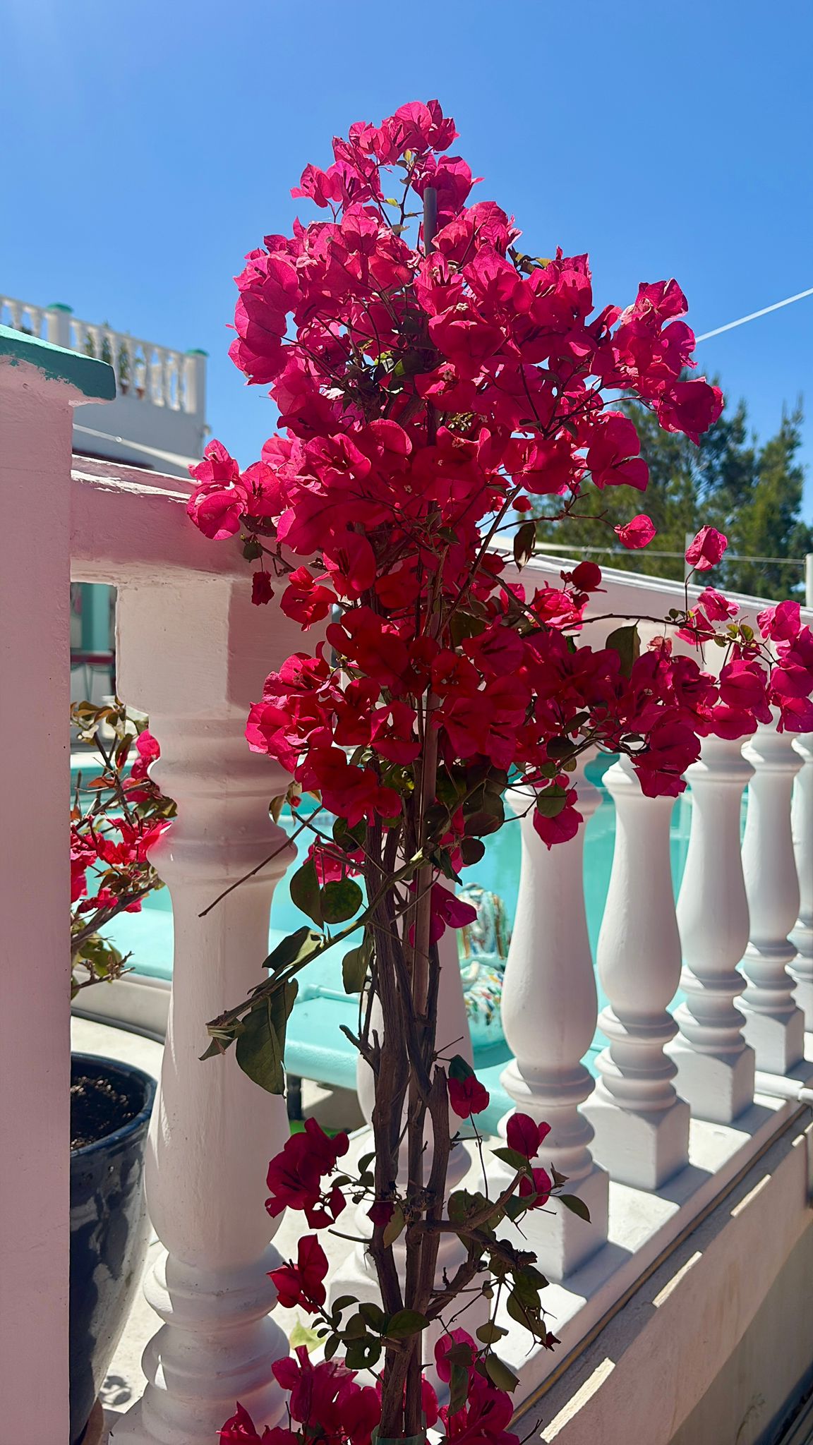 Bougainvillea am Geländer